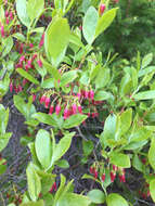 Image of Black Huckleberry