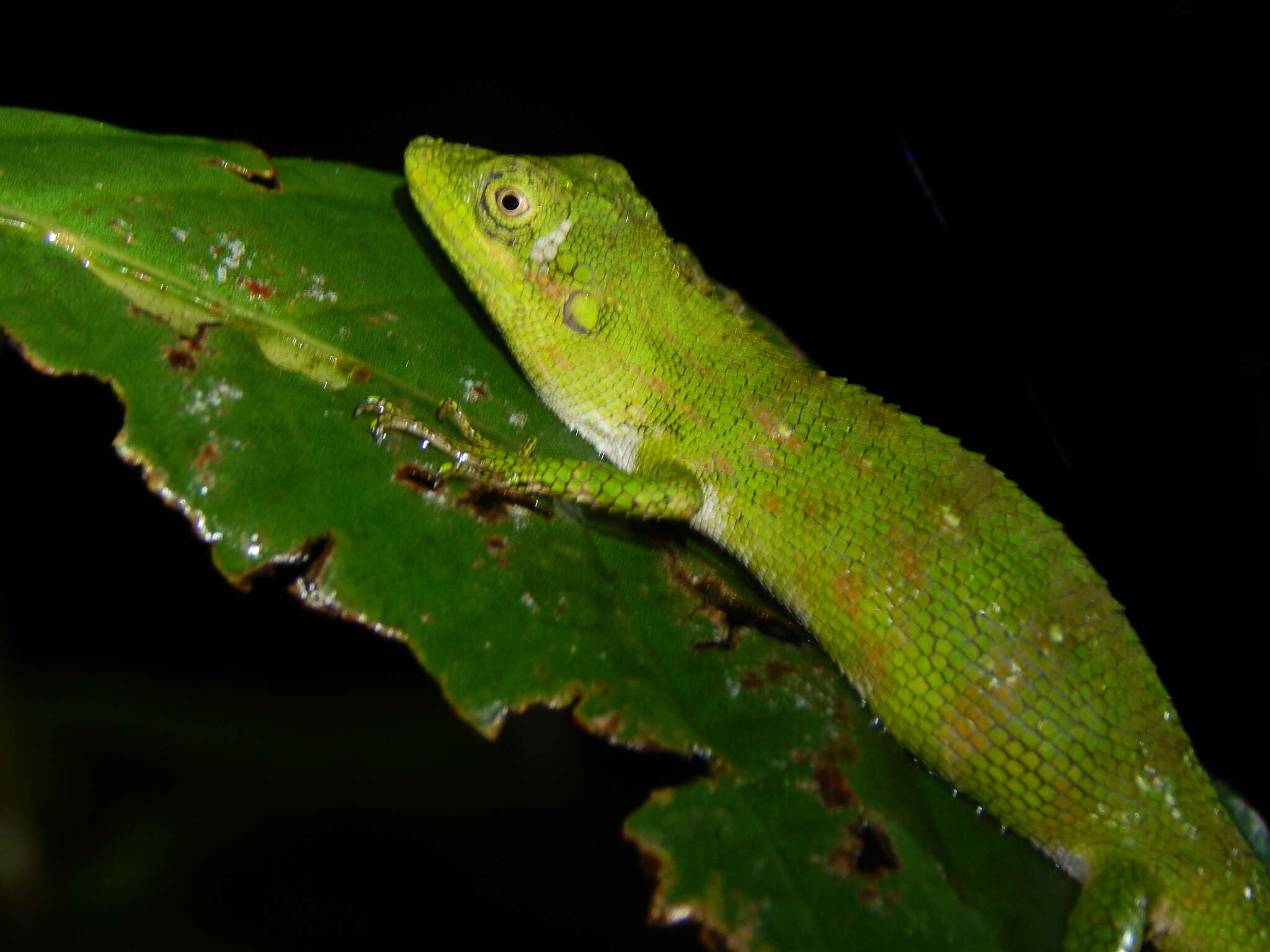 Pseudocalotes tympanistriga (Gray 1831) resmi