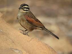 Image of Cape Bunting