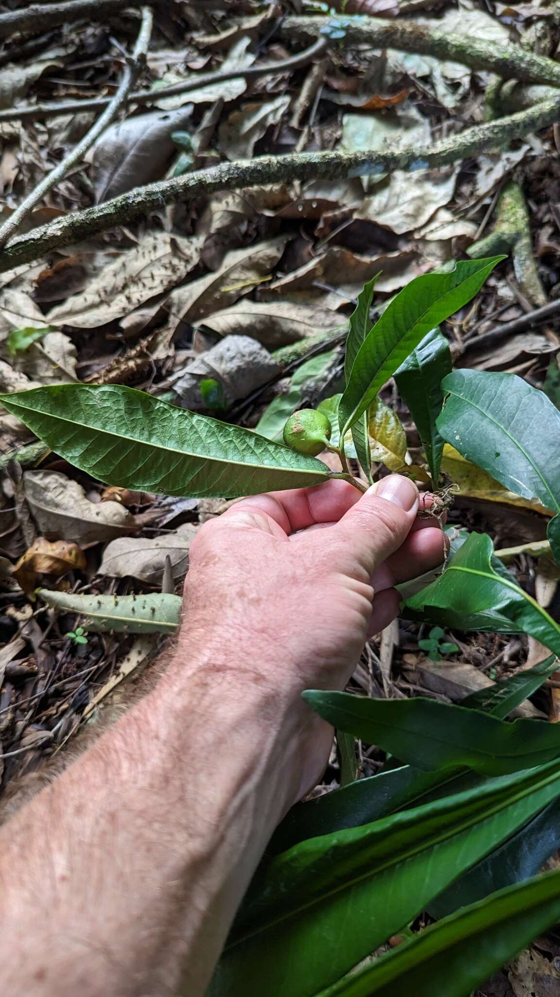 Image of Eupomatia barbata Jessup