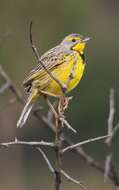 Image of Yellow-throated Longclaw