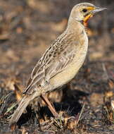 Image of Cape Longclaw