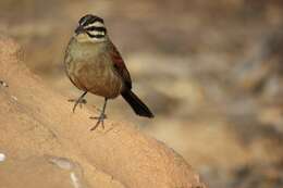 Image of Cape Bunting