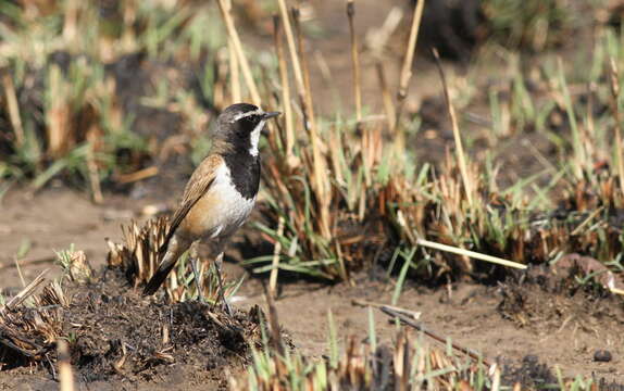 Image of Capped Wheatear