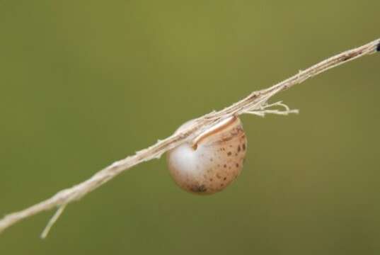 Image of Carthusian snail