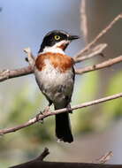 Image of Chinspot Batis