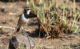 Image of Capped Wheatear