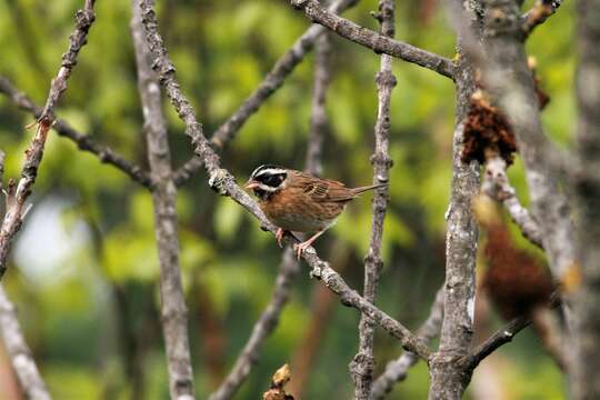 Emberiza tristrami Swinhoe 1870的圖片