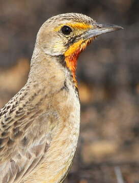 Image of Cape Longclaw