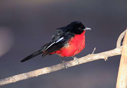 Слика од Laniarius atrococcineus (Burchell 1822)