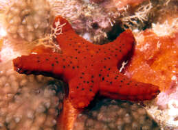 Image of Fromia milleporella (Lamarck 1816)