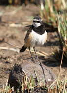 Image of Capped Wheatear