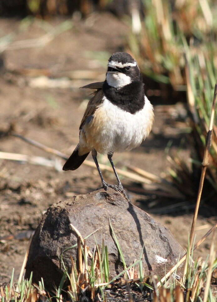 Image of Capped Wheatear