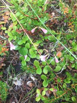 Image de Linnaea borealis var. longiflora Torr.