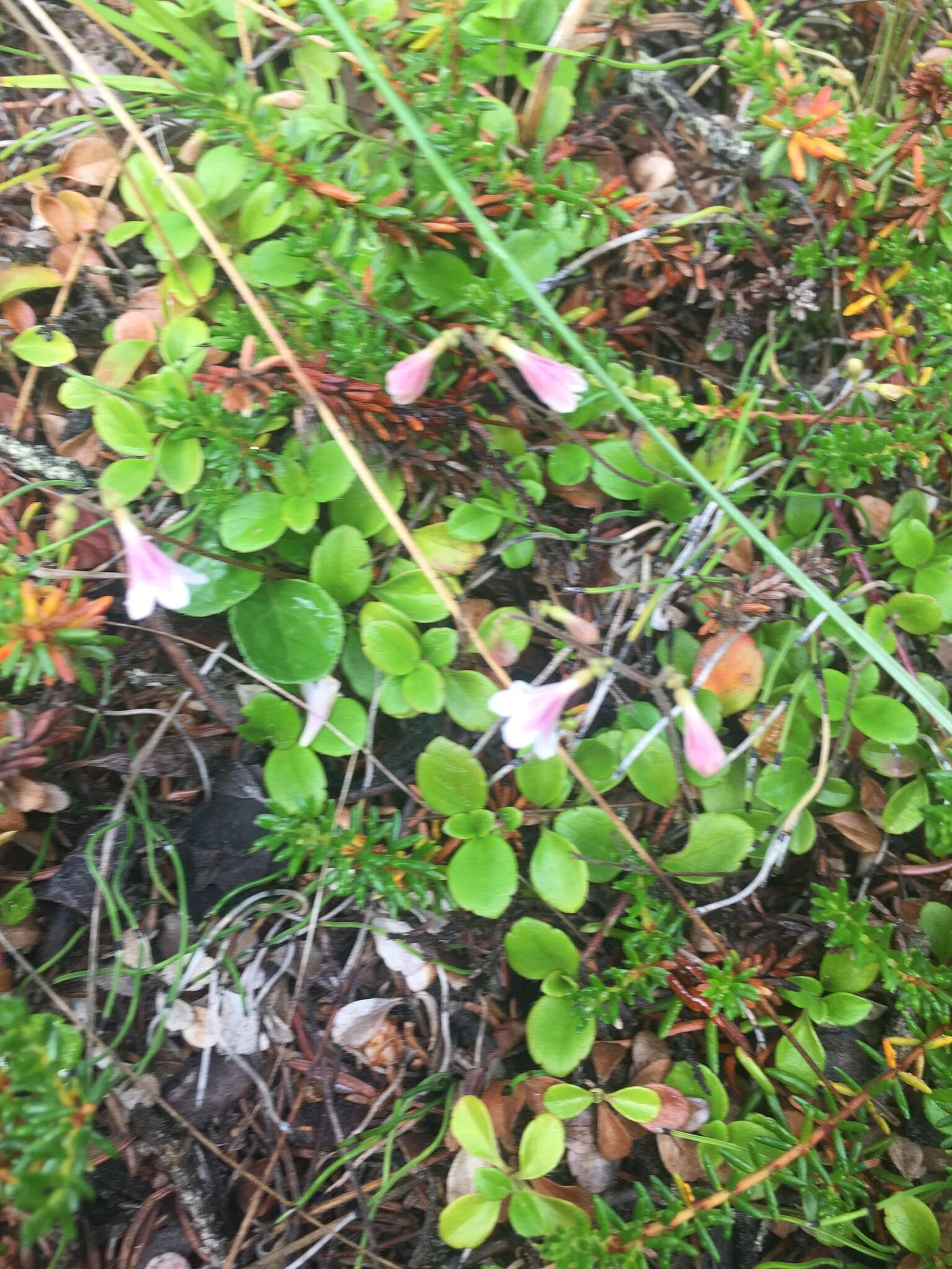 Image of Linnaea borealis var. longiflora Torr.