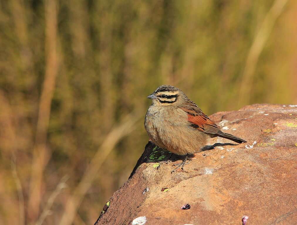 Image of Cape Bunting