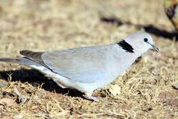 Image of Cape Turtle Dove