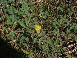 Слика од Neptunia plena (L.) Benth.