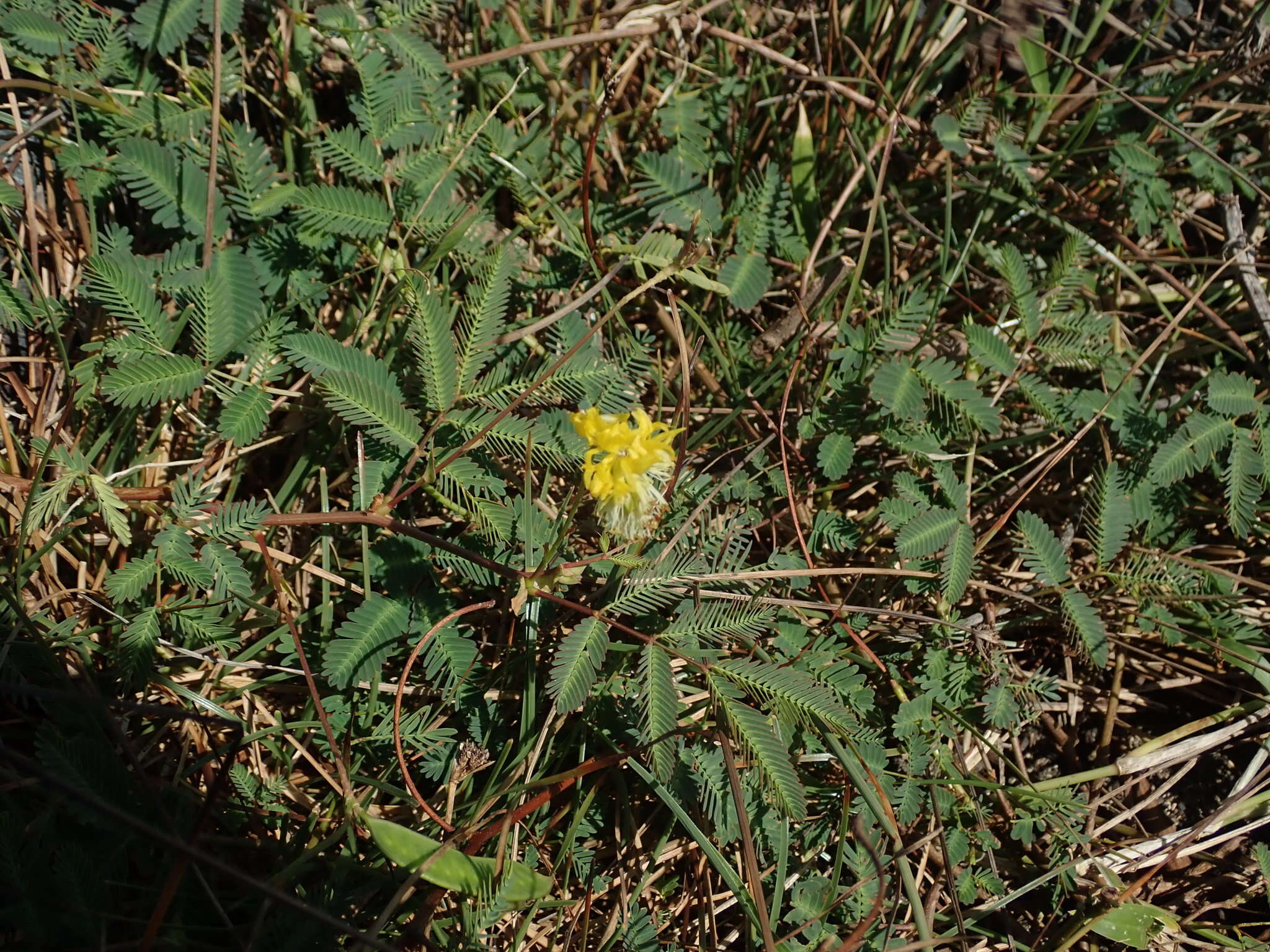 Слика од Neptunia plena (L.) Benth.