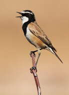 Image of Capped Wheatear