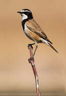 Image of Capped Wheatear