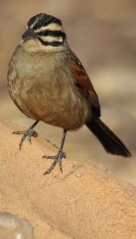 Image of Cape Bunting