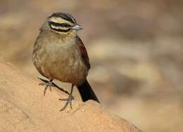 Image of Cape Bunting