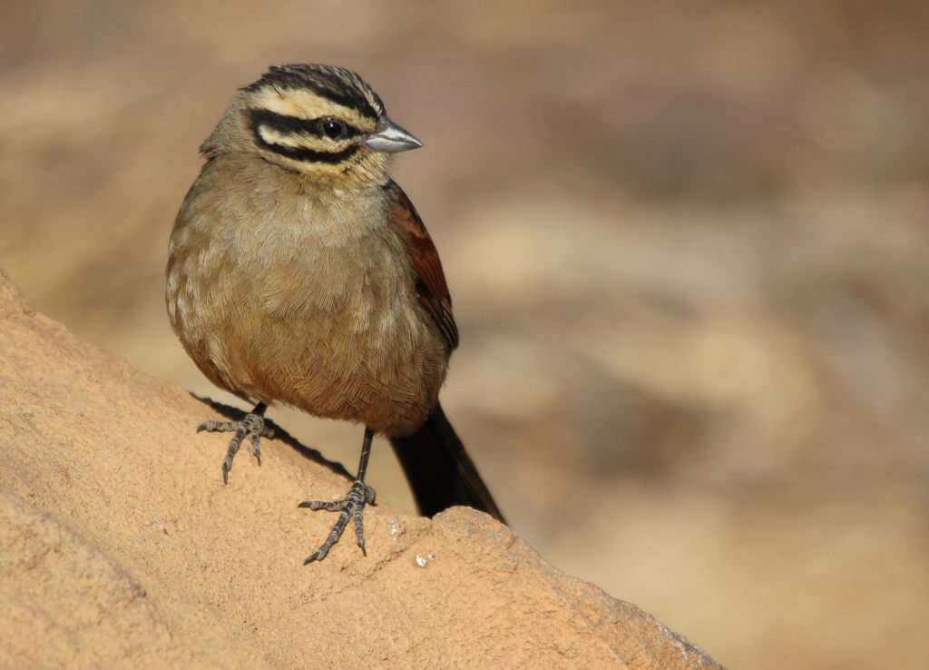 Image of Cape Bunting