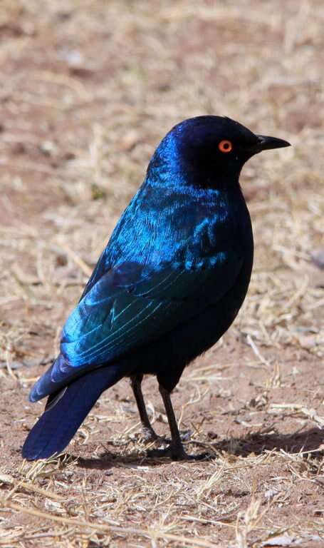 Image of Cape Glossy Starling