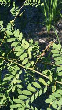 Image of Carolina indigo