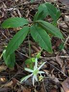 Image of Passiflora mucronata Lam.