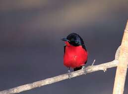 Laniarius atrococcineus (Burchell 1822) resmi