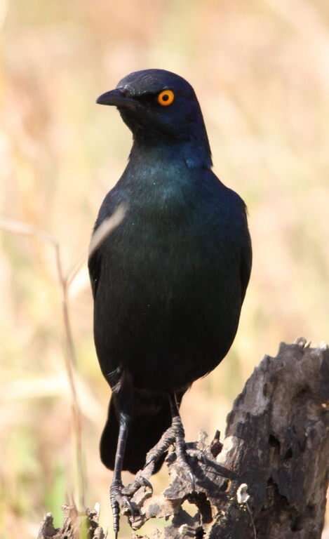 Image of Cape Glossy Starling