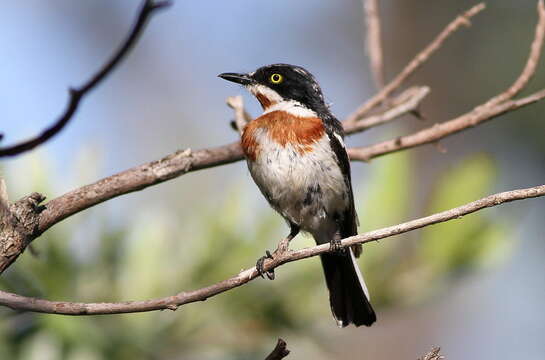 Image of Chinspot Batis