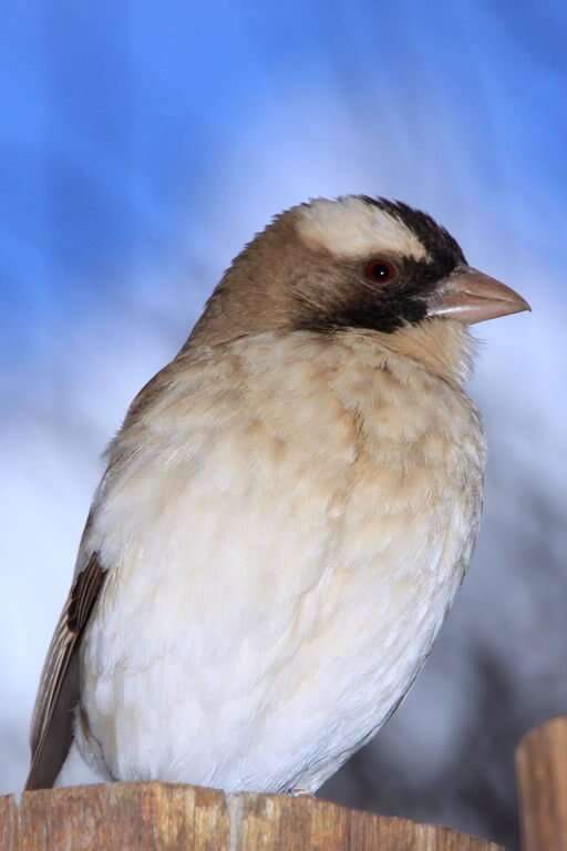 Image of sparrow-weaver