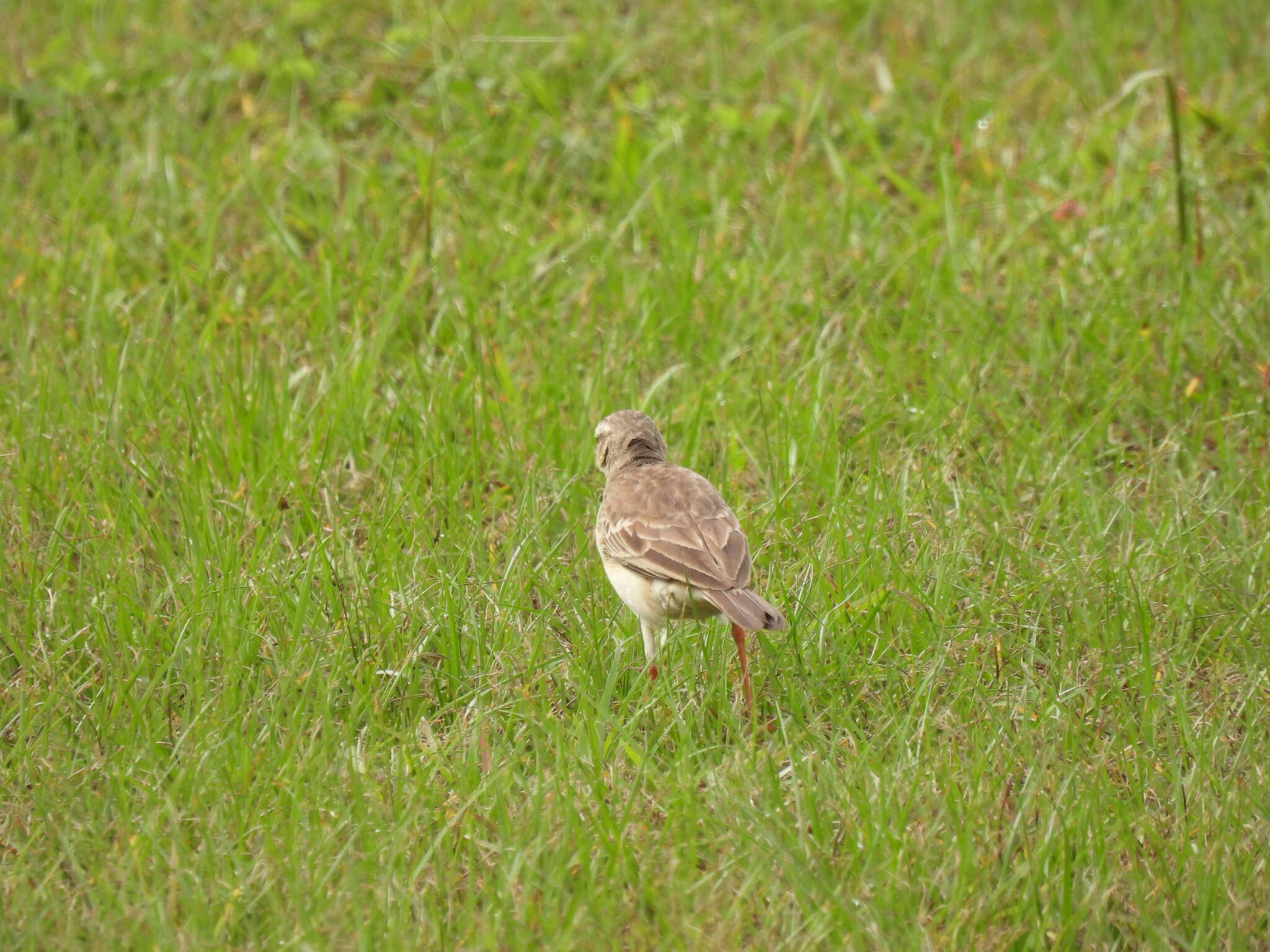 Anthus pallidiventris Sharpe 1885的圖片