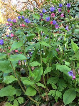 Image of Pulmonaria obscura Dumort.