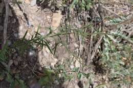 Image de Epilobium brachycarpum Presl