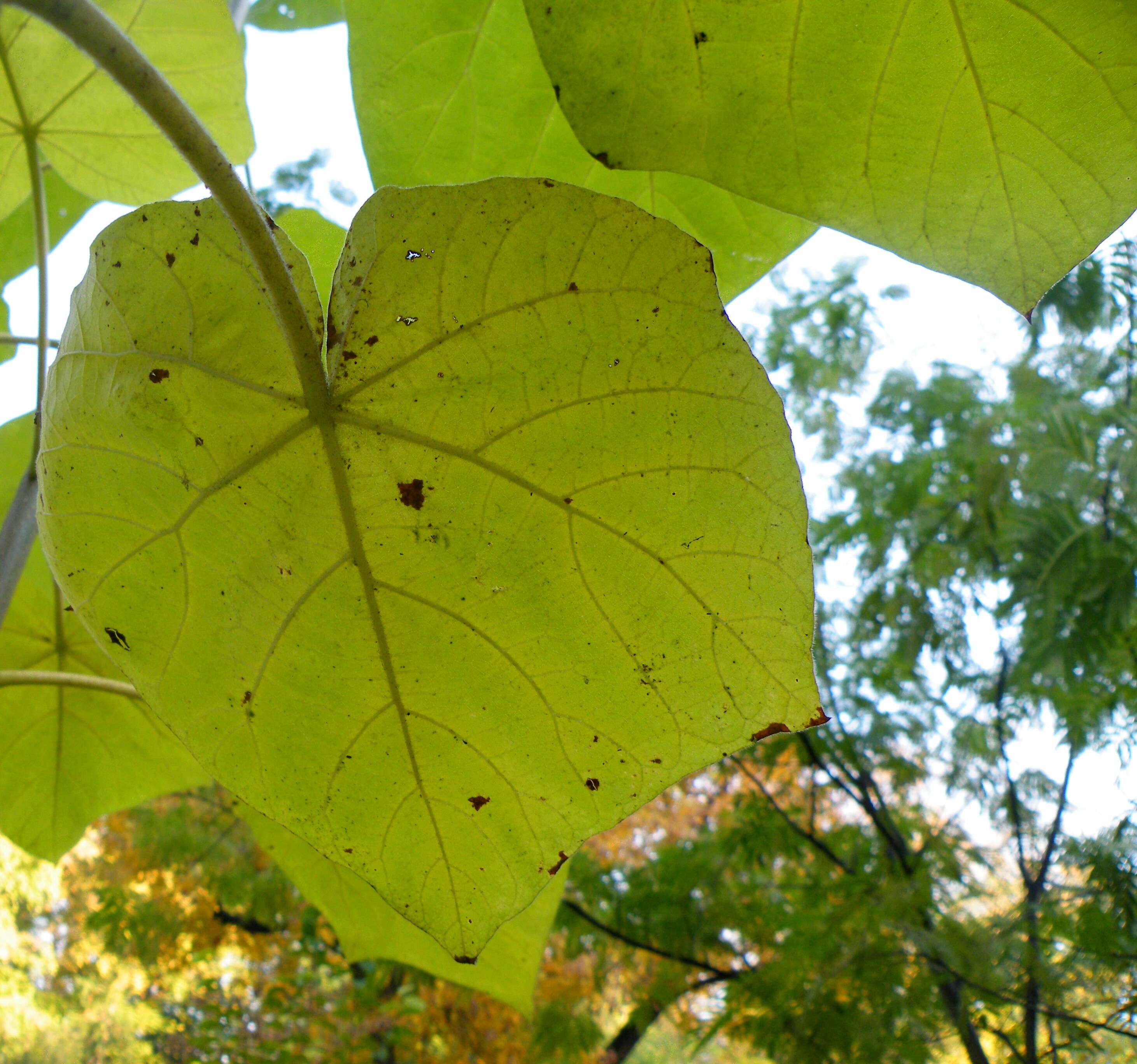 Image of princess tree