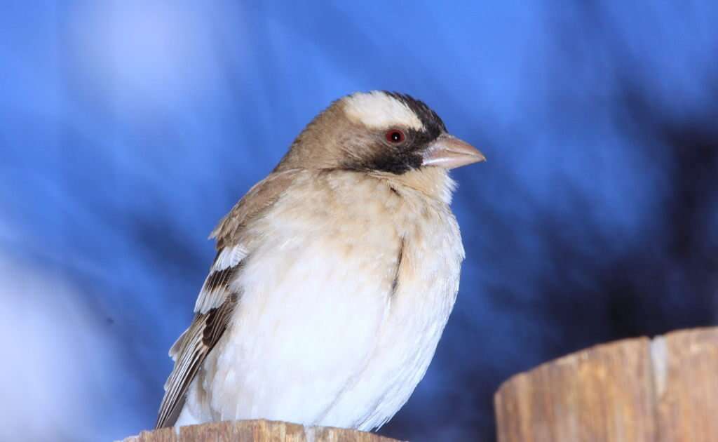 Image of sparrow-weaver