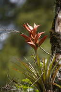 Image of Tillandsia chartacea L. B. Sm.