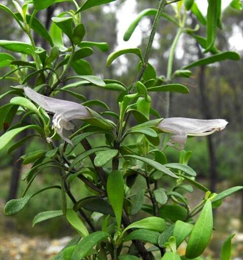 Image of Gaping Mint-bush