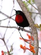 Image of Scarlet-chested Sunbird