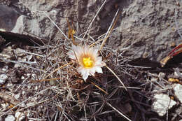 Image of Thelocactus tulensis (Polseg.) Britton & Rose