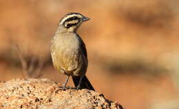 Image of Cape Bunting