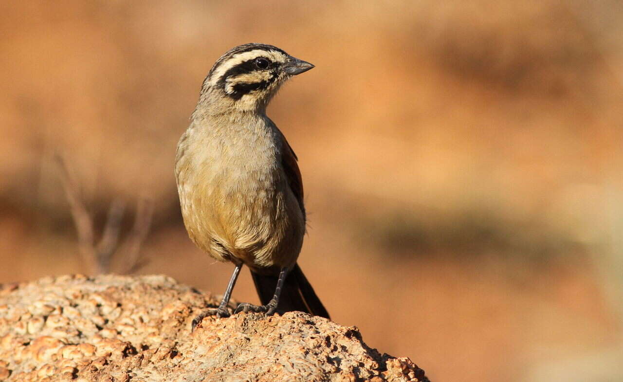 Image of Cape Bunting