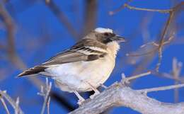 Image of sparrow-weaver