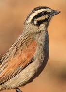 Image of Cape Bunting