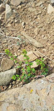 Image of Spiraea aquilegifolia Pall.