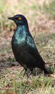 Image of Cape Glossy Starling